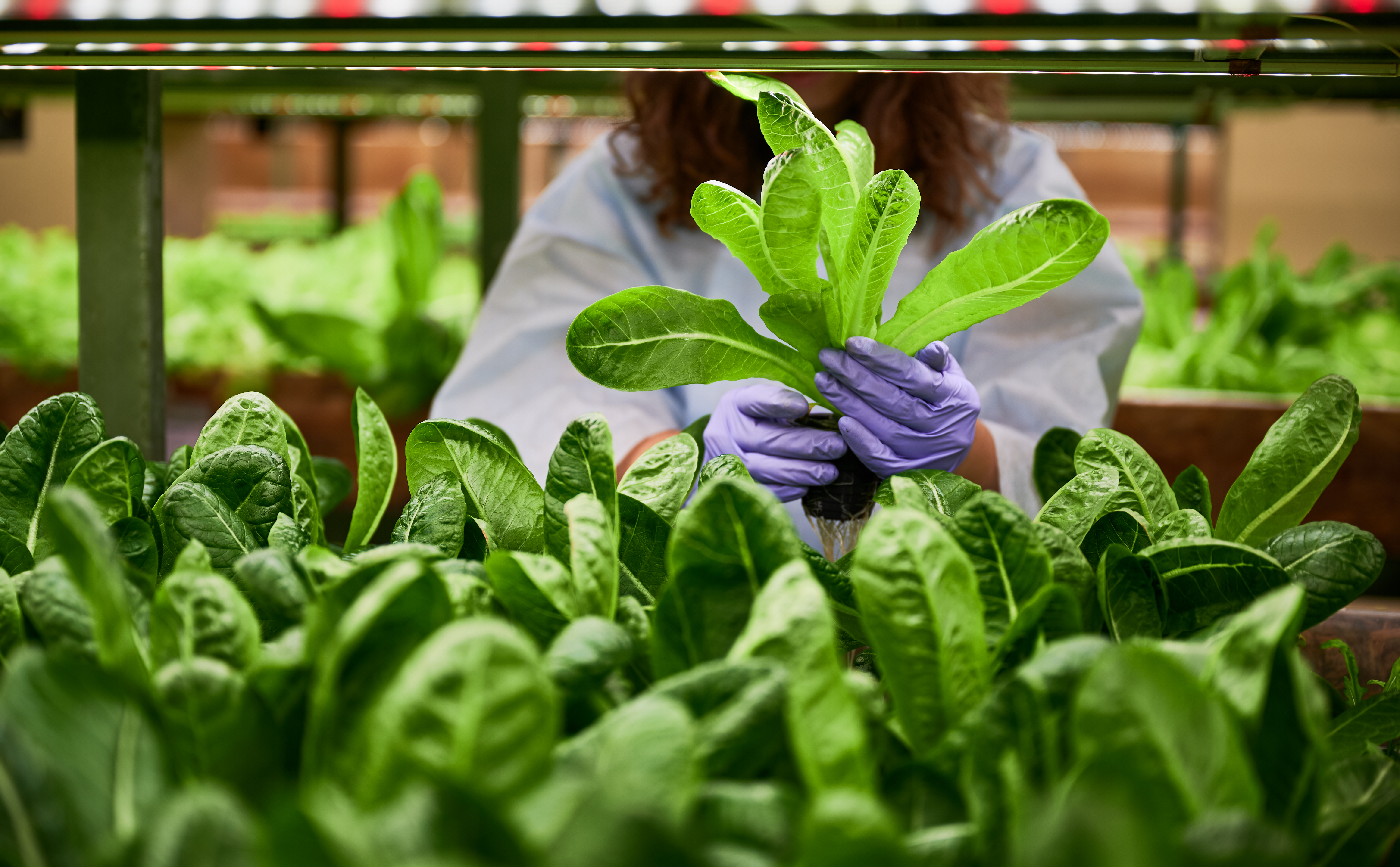 Introduction to Agriculture